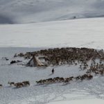 Life of Reindeer Herders of the Polar Urals